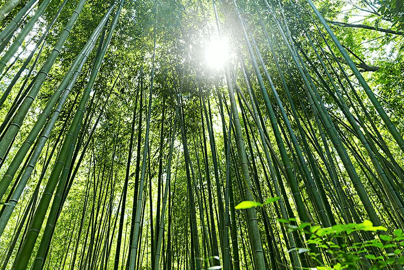【新征程 中林再出發】林業央企“碳”索綠色發展新路徑