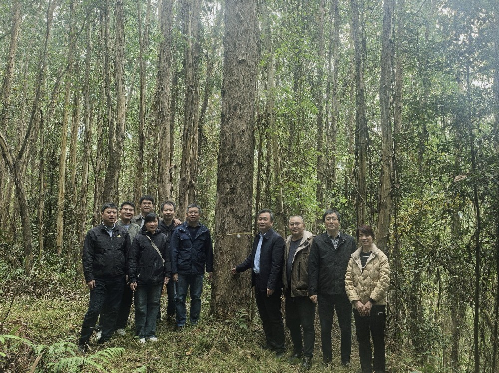 中國(guó)林業(yè)科學(xué)研究院速生樹木研究所 所長(zhǎng)白登忠一行到永安林業(yè)調(diào)研