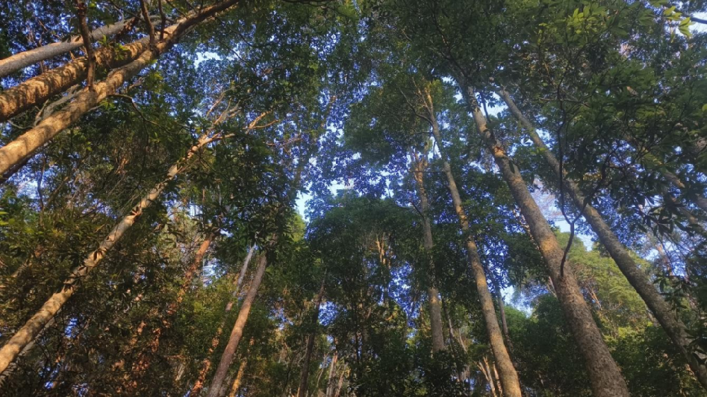 《林木科普》第三期：看一縷楠香，如何穿越歷史煙云，訴說人與森林共生的智慧與責任